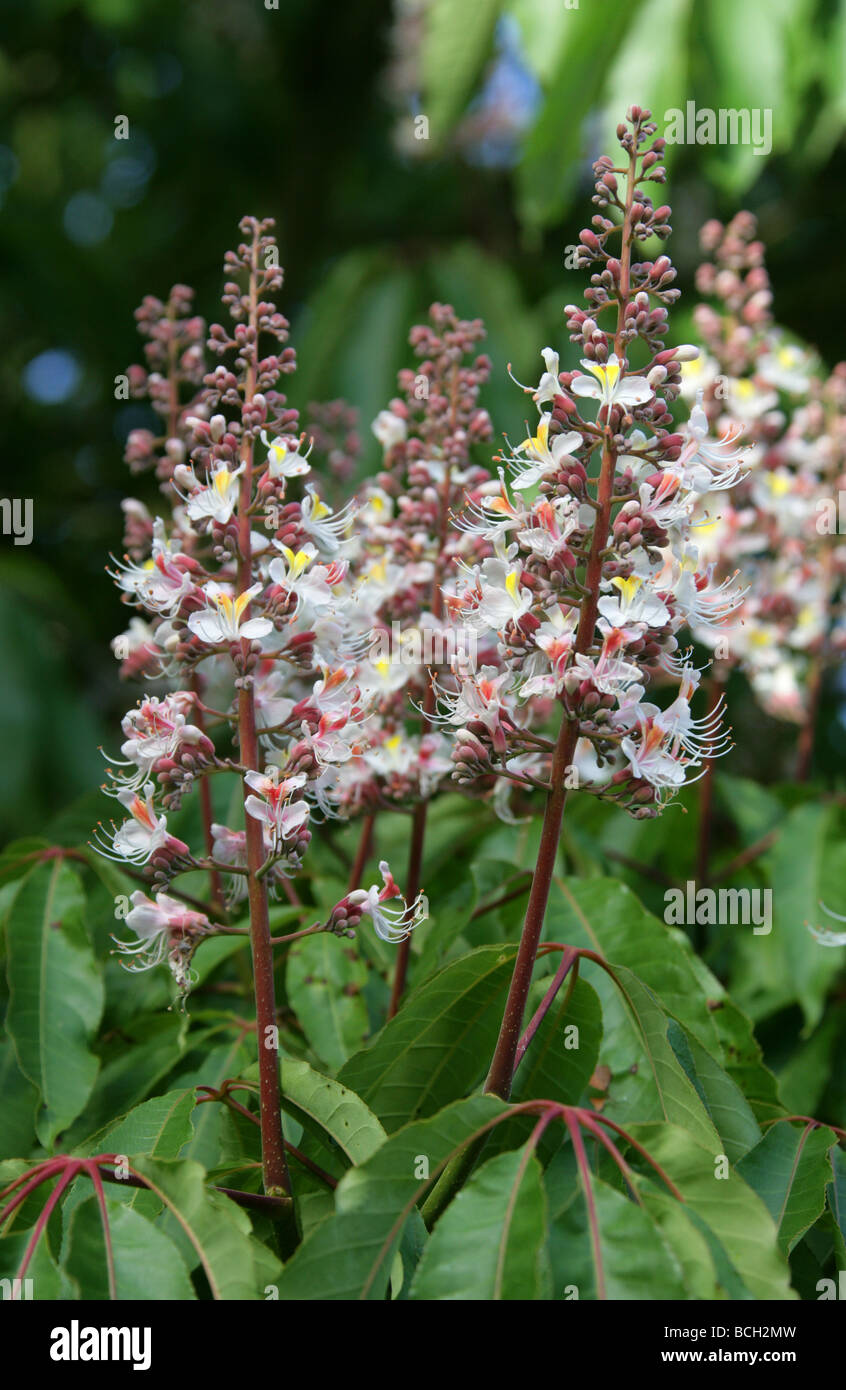 Indian Ippocastano, Aesculus indica, Hippocastanaceae, Himalaya, Asia Foto Stock