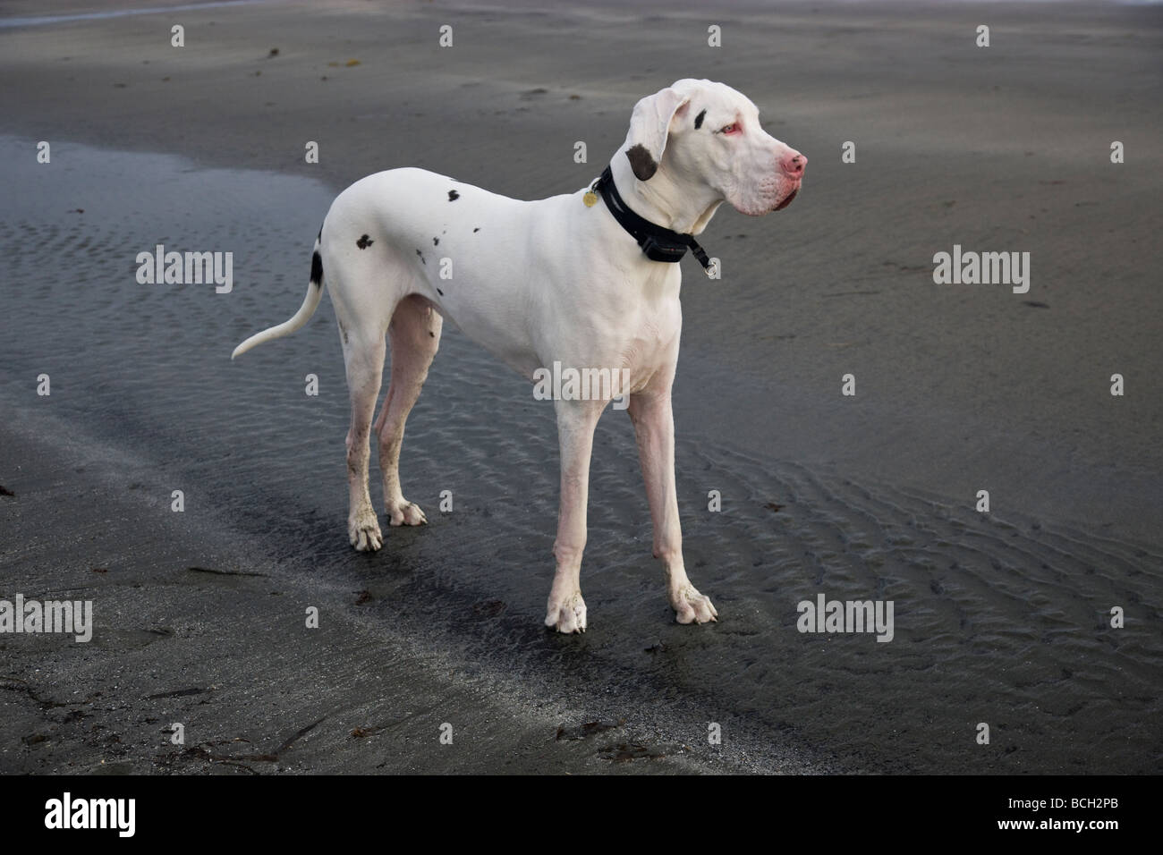 White Harlequin 'Great Dane',maschio sulla spiaggia. Foto Stock