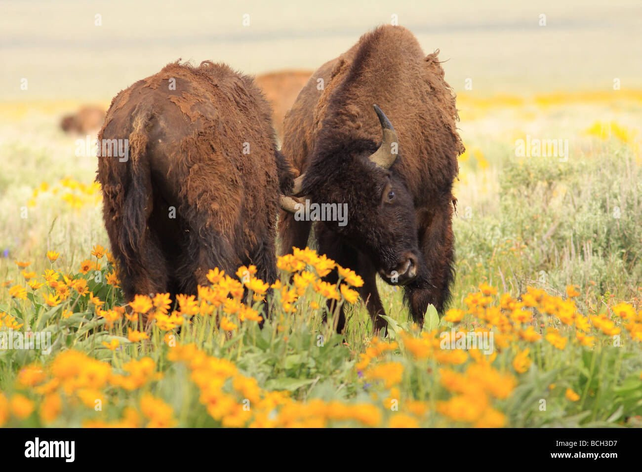 Adolescente di bufalo americano o (Bison bison bison) la pratica di combattimenti nel parco nazionale di Grand Teton in wyoming Foto Stock