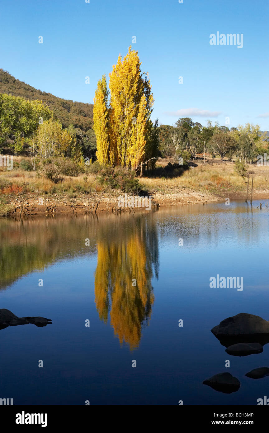 Poplar Tree in autunno si riflette in Jounama Pondage Talbingo montagne innevate del Nuovo Galles del Sud Australia Foto Stock