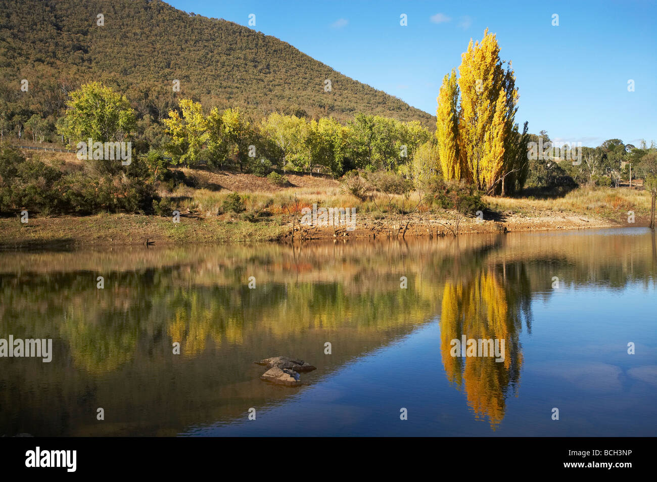 Poplar Tree in autunno si riflette in Jounama Pondage Talbingo montagne innevate del Nuovo Galles del Sud Australia Foto Stock