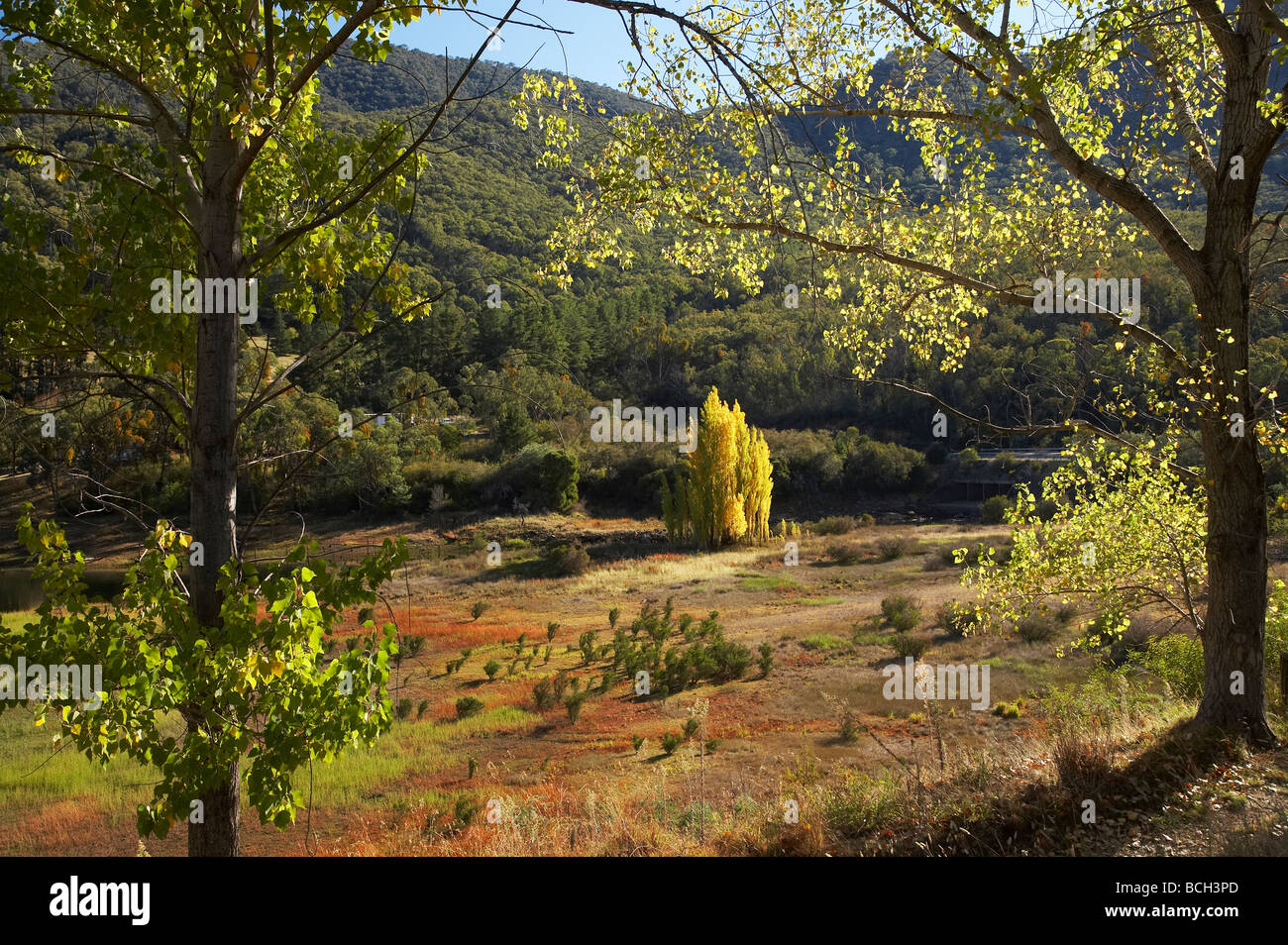 Poplar Tree in autunno Talbingo montagne innevate del Nuovo Galles del Sud Australia Foto Stock