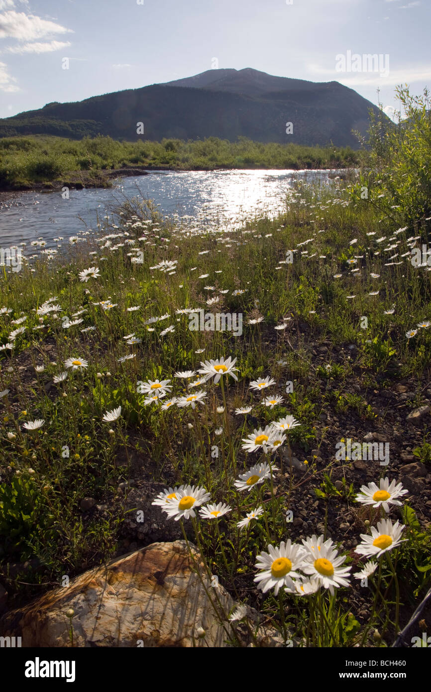 Erigeron divergens Daisy Asteraceae Girasole famiglia crescere lungo il fiume di ardesia vicino a Crested Butte Colorado USA Foto Stock