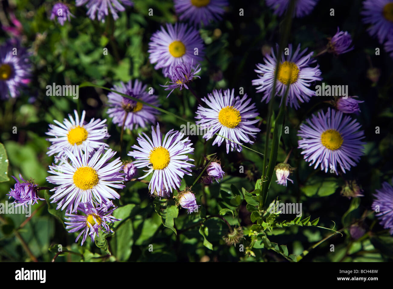 Daisy Asteraceae Girasole famiglia crescere in un prato lungo il bosco a piedi ansa inferiore sentieri Crested Butte Colorado USA Foto Stock
