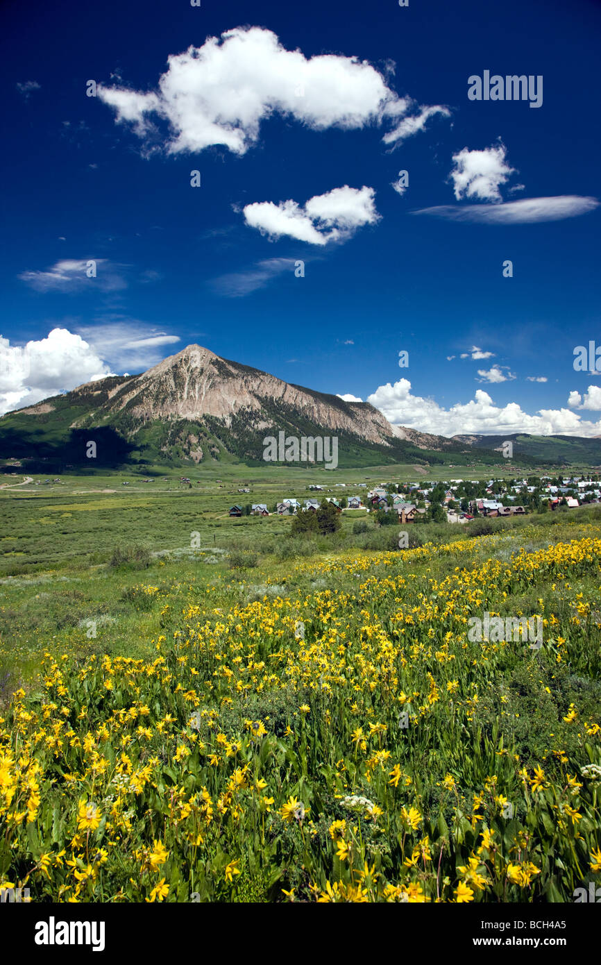 Muli orecchie Asteraceae Girasole famiglia crescere in un prato lungo il bosco a piedi ansa inferiore sentieri Crested Butte Colorado USA Foto Stock