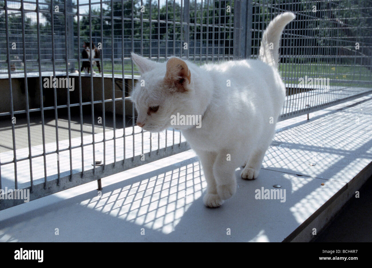 A sinistra dietro il gatto in animal shelter - SerieCVS500202318 Foto Stock
