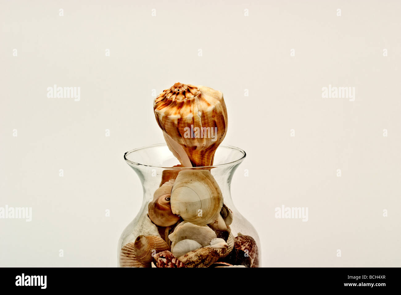 Singola conchiglia crescente al di fuori di un chiaro vaso di vetro riempito con altri tipi di conchiglie di mare Foto Stock