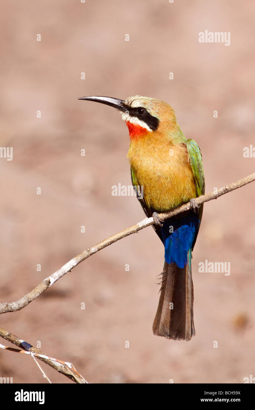 White-Fronted Bee-Eater Foto Stock