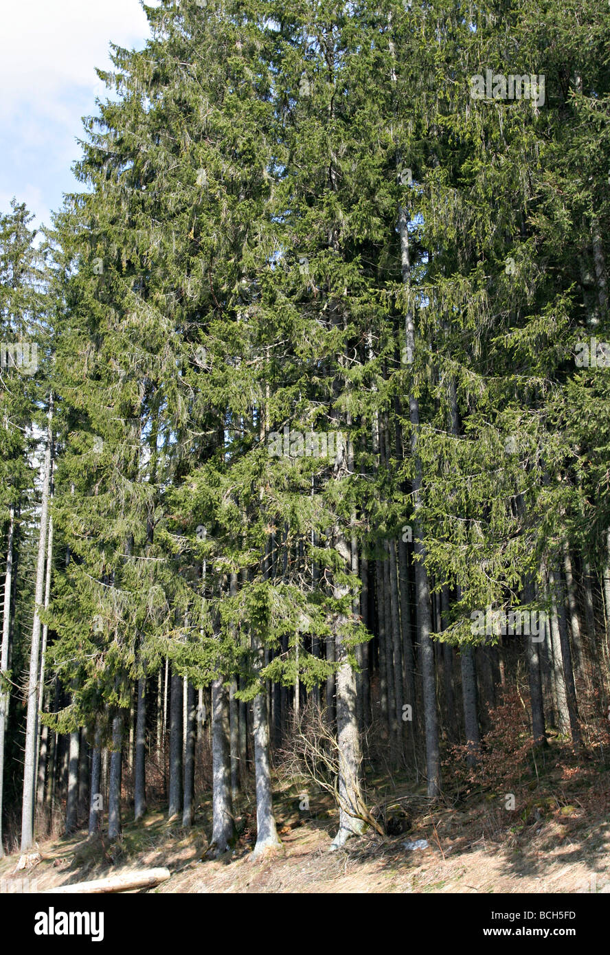 Alberi di pino a Foresta Nera - Titisee, Germania Foto Stock