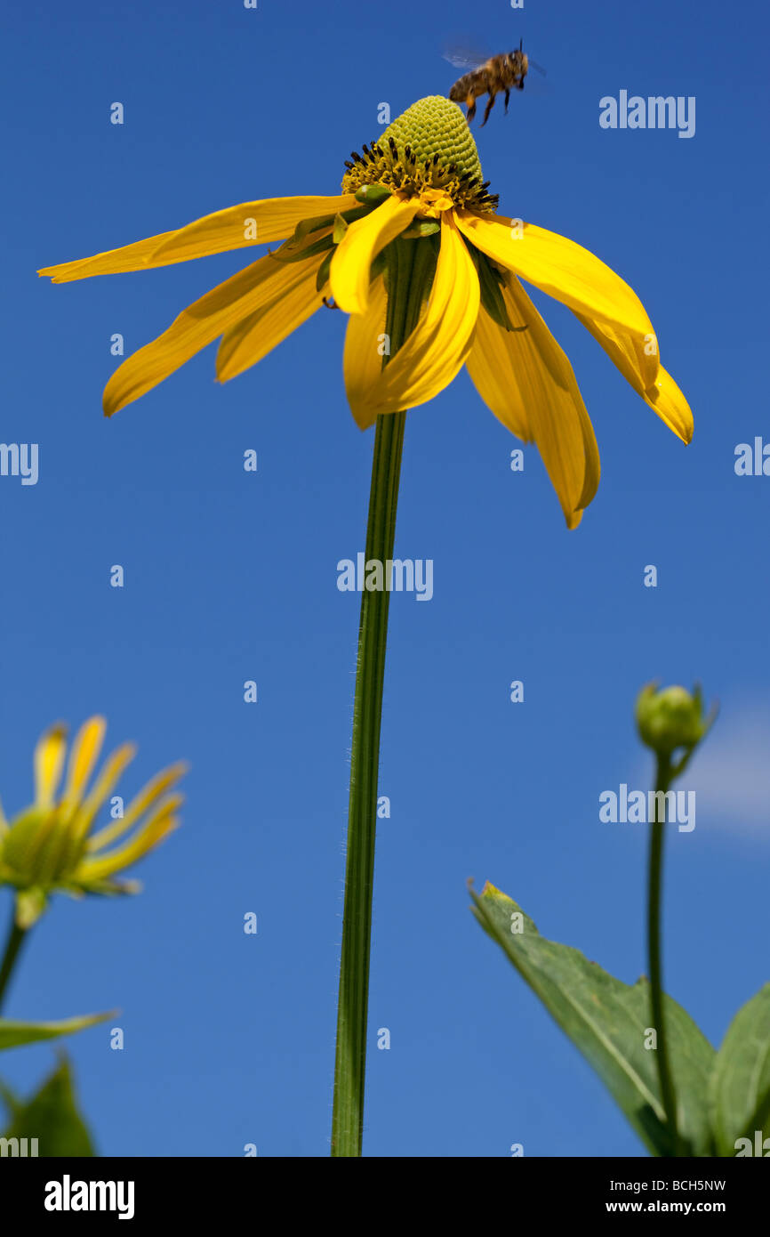 Bee decollare da un Rudbeckia Herbstonne fiore contro un luminoso cielo blu Foto Stock