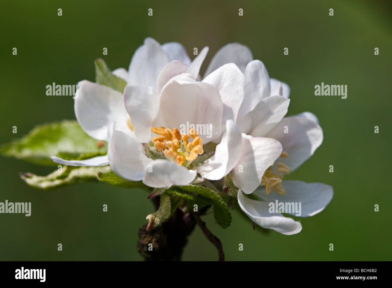 Malus - apple blossom, varietà 'scoperta' Foto Stock