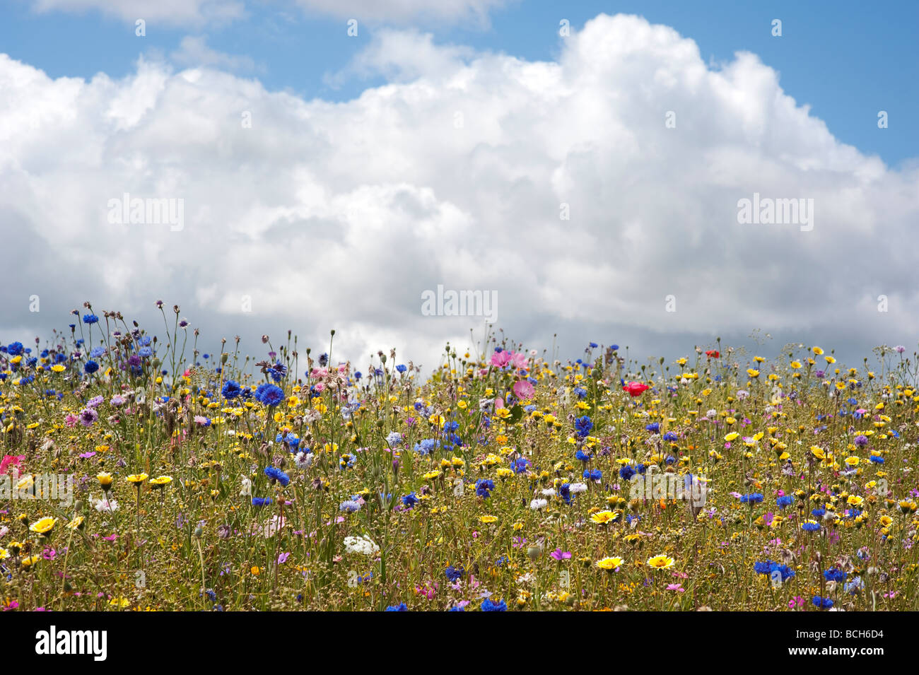 Fiori Selvatici nella campagna inglese. Inghilterra Foto Stock