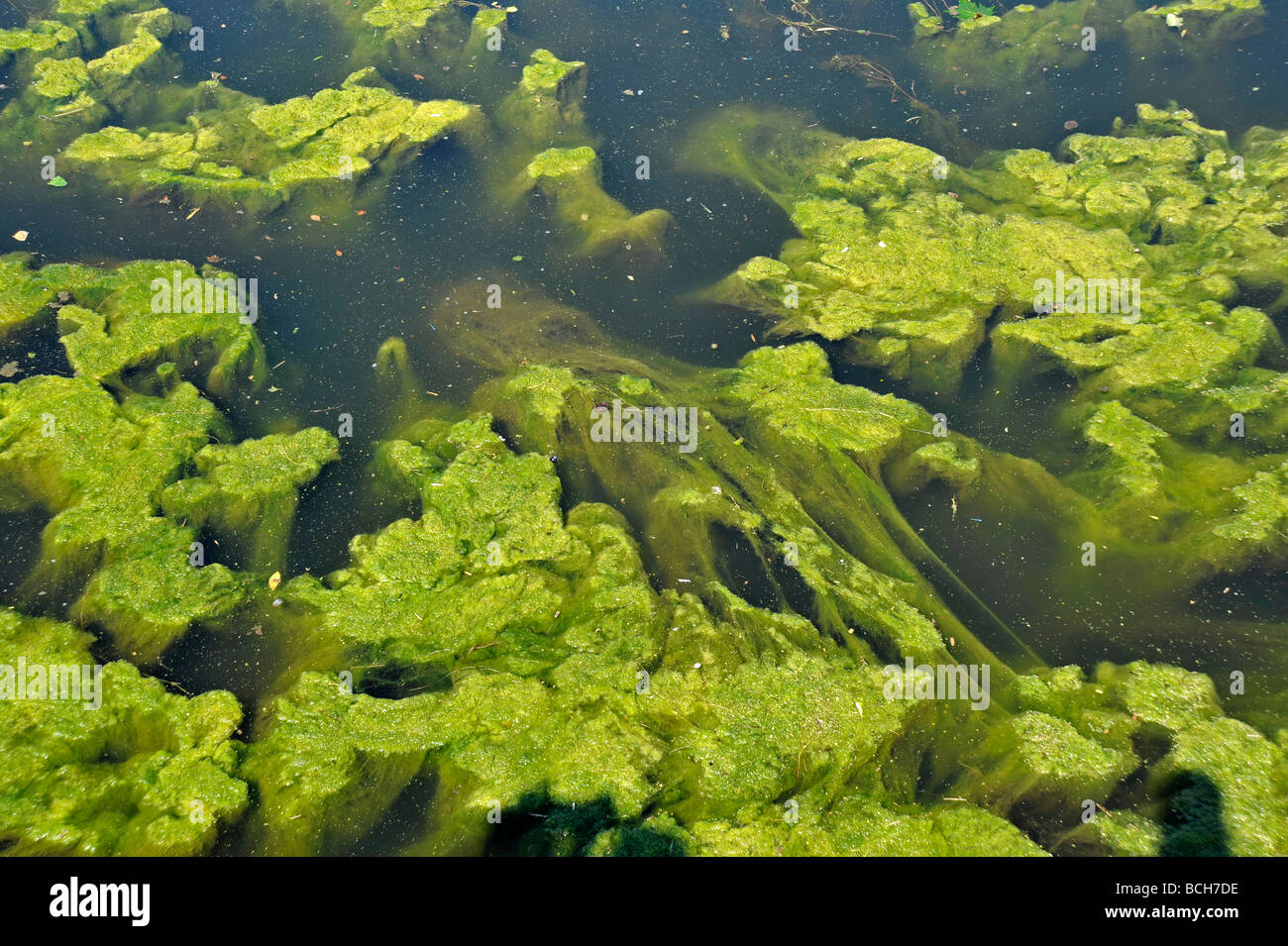 Le Alghe verdi in fiume Foto Stock