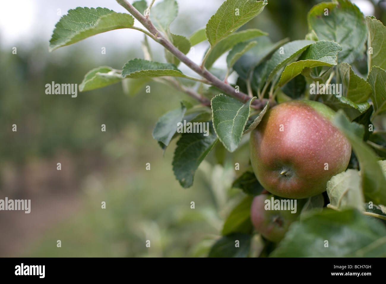 Un meleto vicino a Sutton Valence nel Kent, Inghilterra. Foto Stock