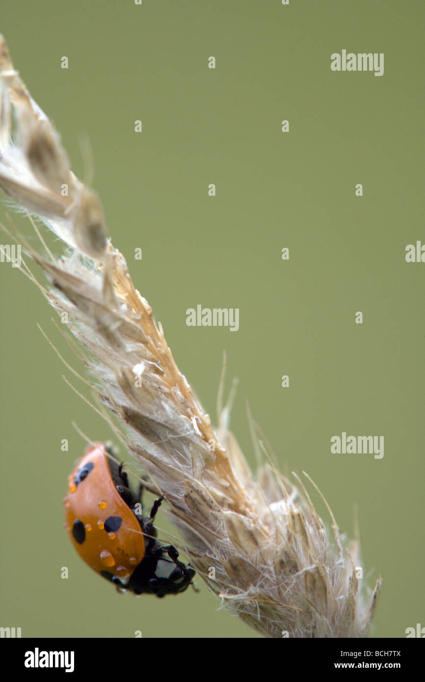 Vista di profilo di un rosso / arancio 7-spot ladybird (Coccinella 7-punctata) a riposo su una testa di erba coperto in gocce di pioggia Foto Stock
