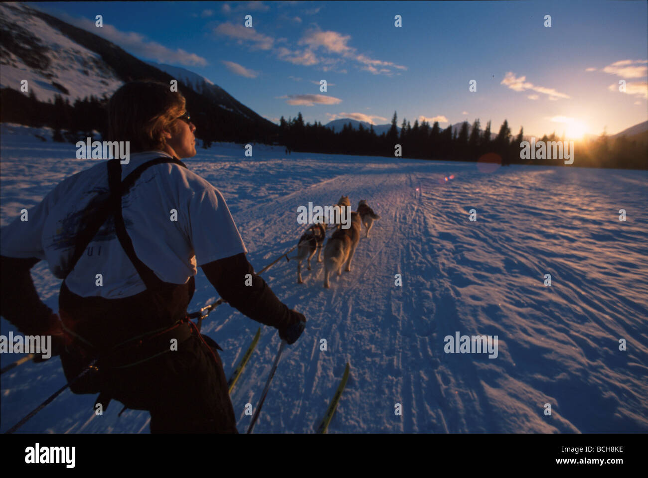 Ski-jouring Inverno @ Girdwood centromeridionale AK Foto Stock