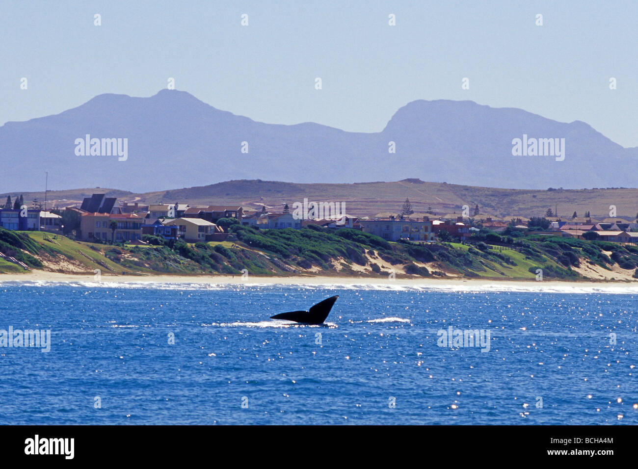 Southern Right Whale vicino costa Balaena glacialis Mossel Bay Western Cape Province Sud Africa Foto Stock