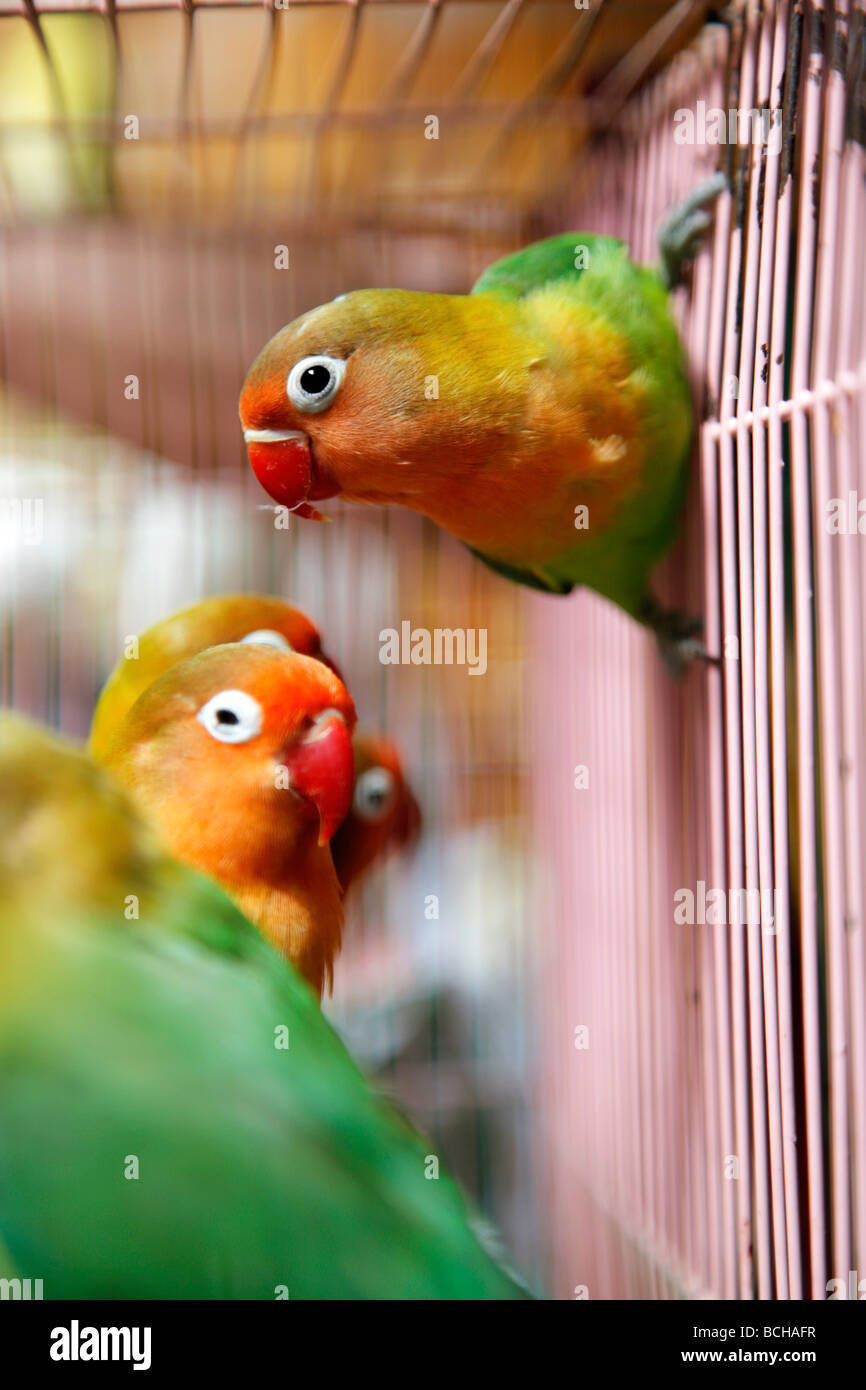 Caged Fischer innamorati Agapornis fischeri in Hong Kong bird market Foto Stock