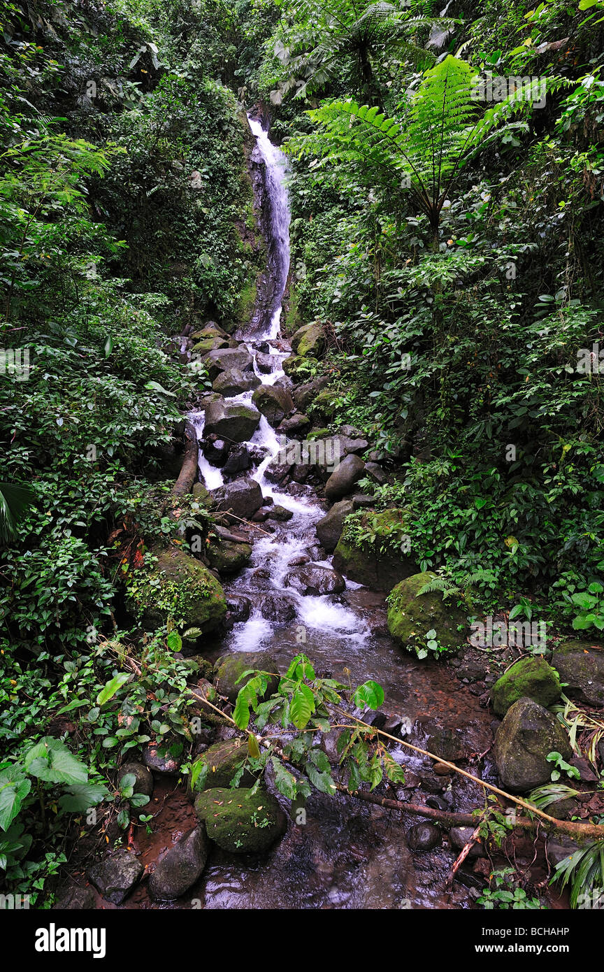 Cascata nella foresta pluviale America Centrale Costa Rica Foto Stock