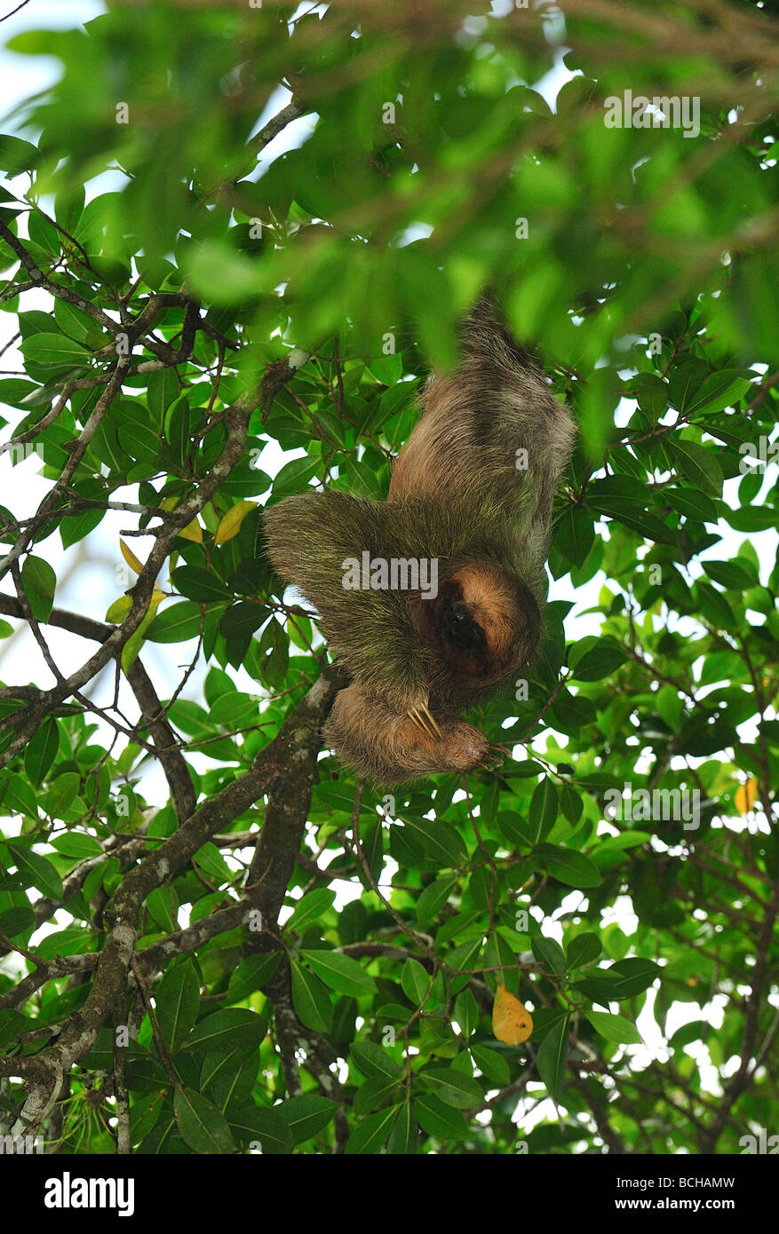 Brown throated tre dita bradipo Bradypus variegatus Corcovado Nationalpark Costa Rica Foto Stock