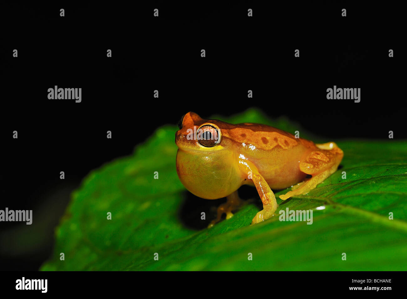 Clessidra Raganella Hyla ebraccata Corcovado Nationalpark Costa Rica Foto Stock