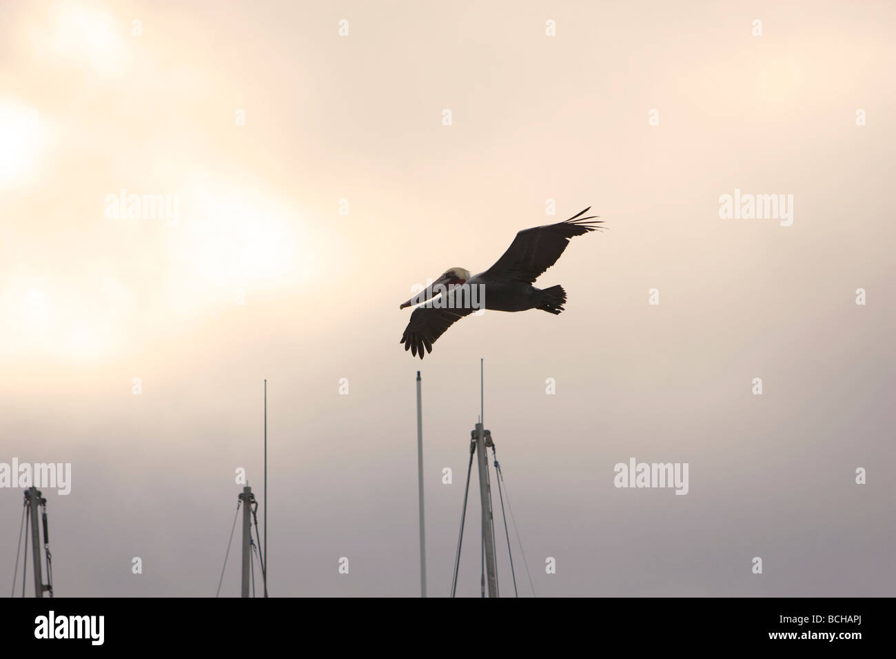 Brown Pelican Pelecanus occidentalis in volo Foto Stock