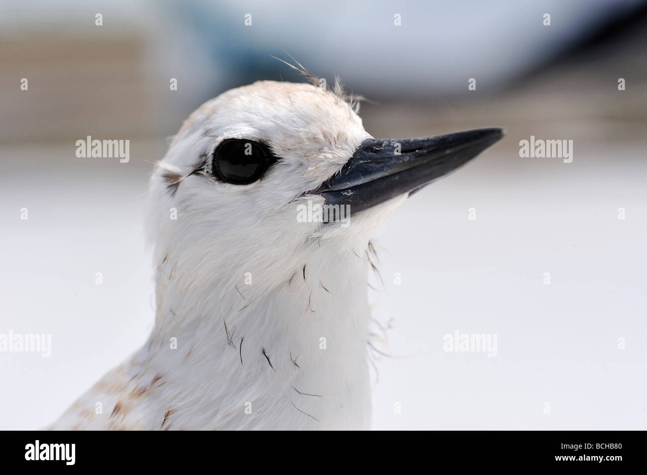 White Tern neonata su l'isola di Malpelo Gygis alba UNESCO World Heritage Site Colombia Foto Stock