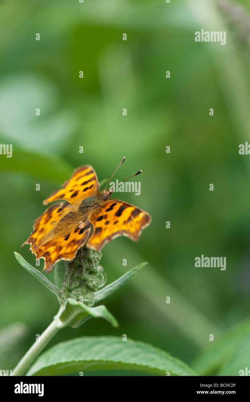 Polygonia c-album. Virgola farfalla su un fiore buddleja sparare in un giardino inglese Foto Stock