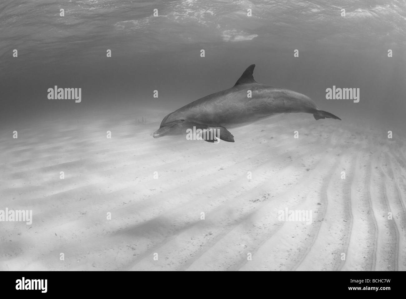 Tursiope Tursiops truncatus Providenciales Mar dei Caraibi Oceano Atlantico Isole Turks e Caicos Foto Stock