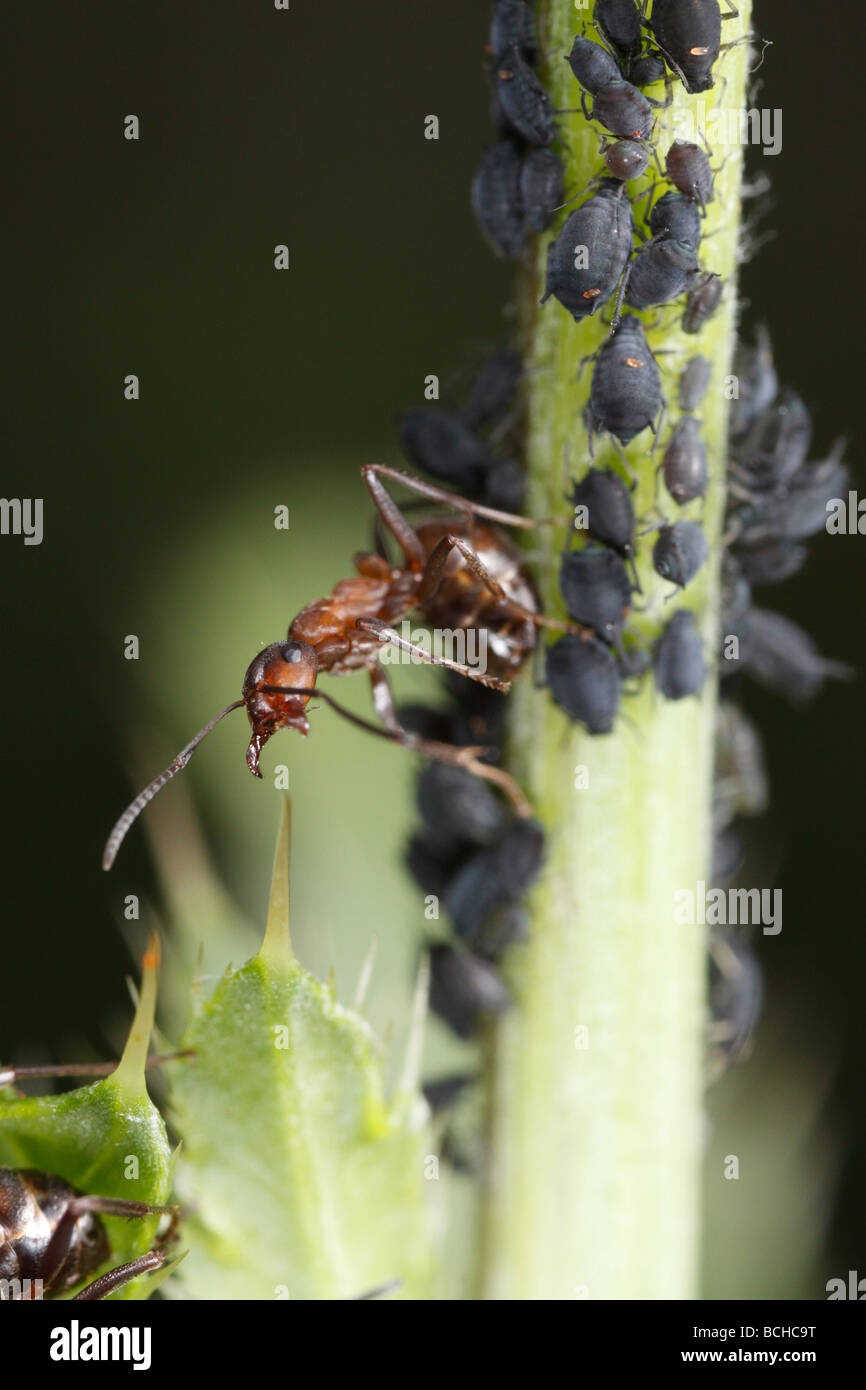 Horse ant (formica rufa) difendere gli afidi. Foto Stock