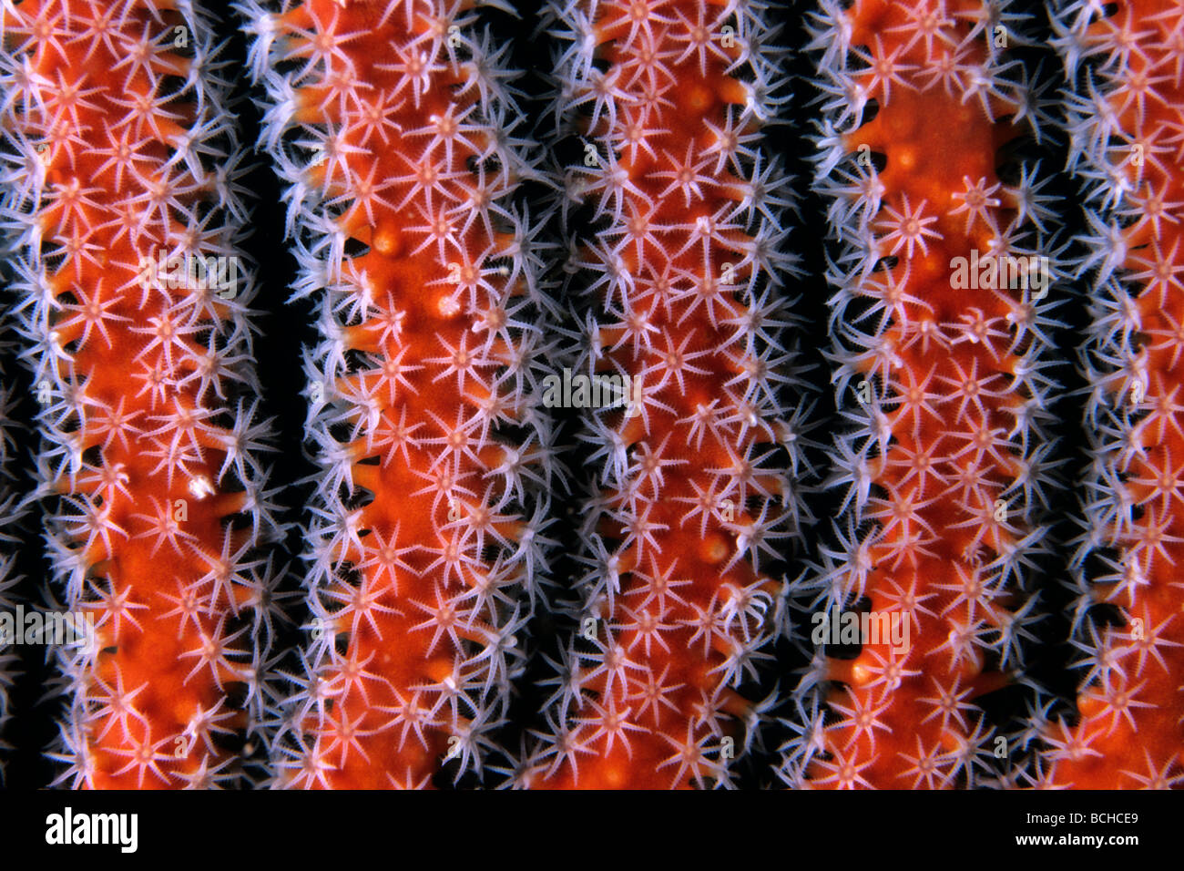 Polipi di rosso corallo a frusta Elisella sp Isole Similan sul Mare delle Andamane Thailandia Foto Stock