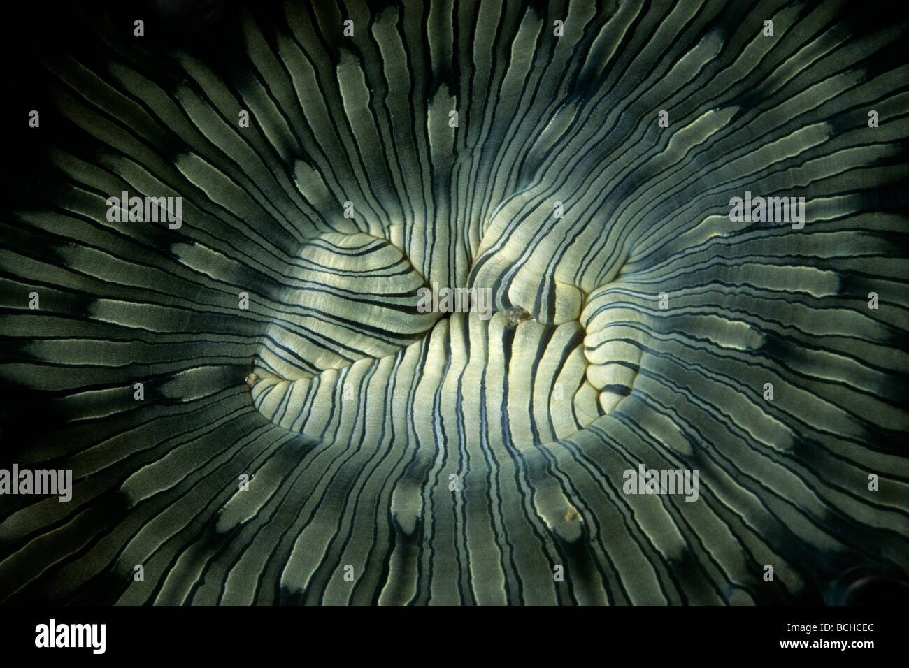 Bocca di perline anemone marittimo Heteractis aurora Isole Similan sul Mare delle Andamane Thailandia Foto Stock
