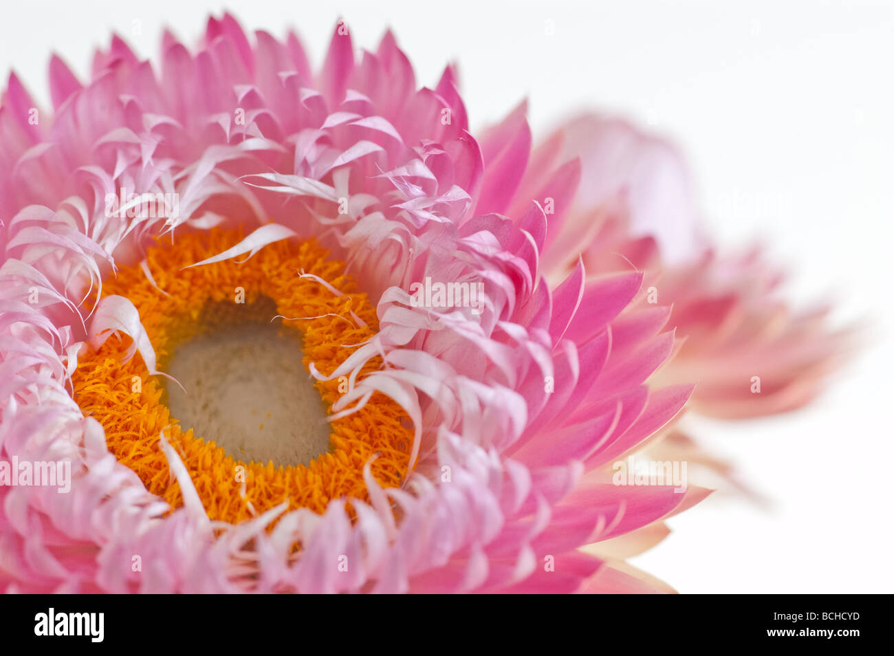 Fiore singolo di fragola su sfondo bianco. Foto Stock