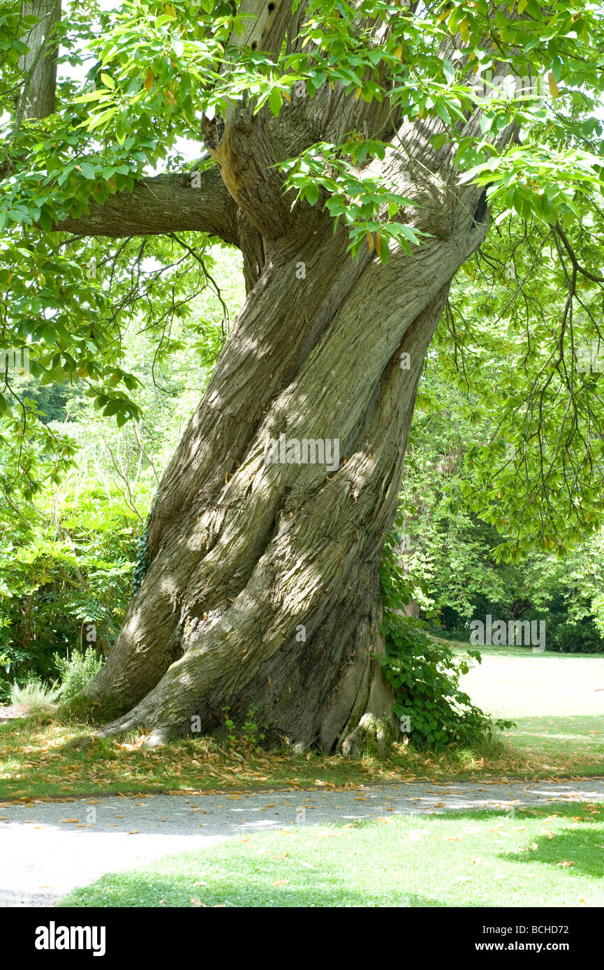Castanea sativa 'Spanish Sweet Chestnut' completamente cresciuti twister tree scanalature a spirale corteccia Foto Stock