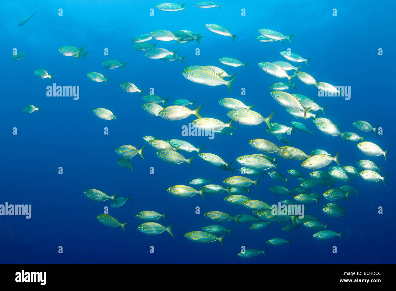 Secca di mucca Breme Sarpa salpa Massa Lubrense Penisola Sorrentina Campania Thyrrhenian Mare Mediterraneo Mare Italia Foto Stock