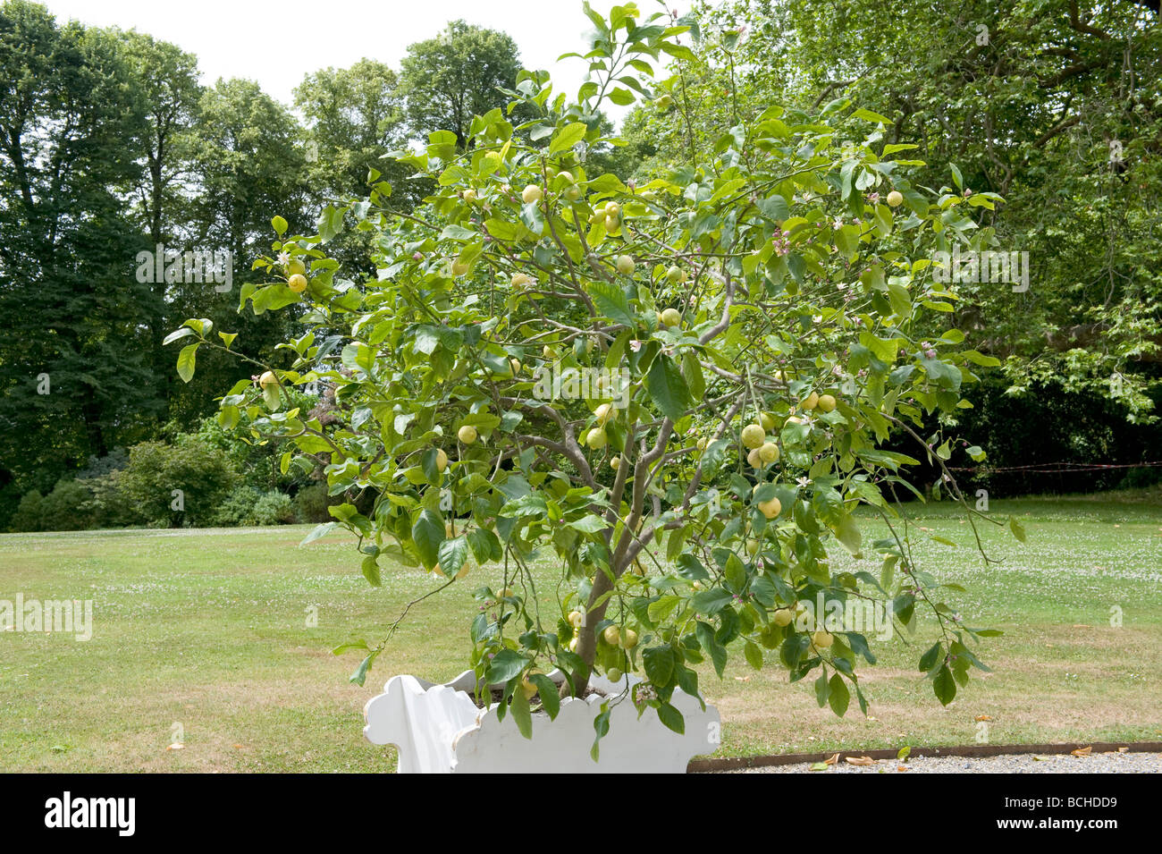 Citrus aurantium 'Seville arancione". Un controllato siviglia arancio cresciute in un contenitore. Foto Stock