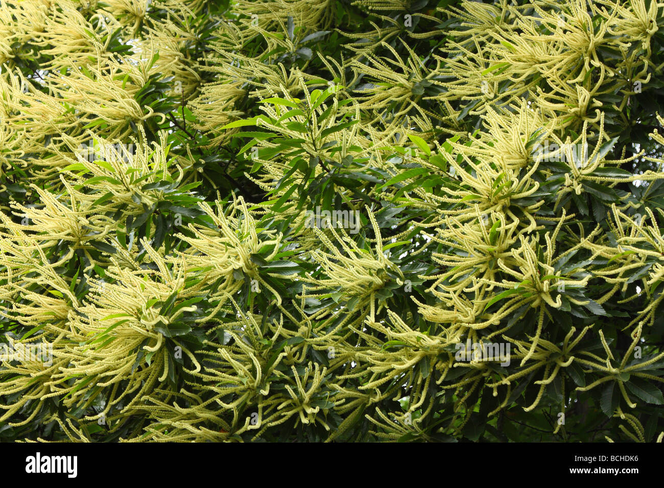 Albero di castagno blossom Castanea sativa Foto Stock