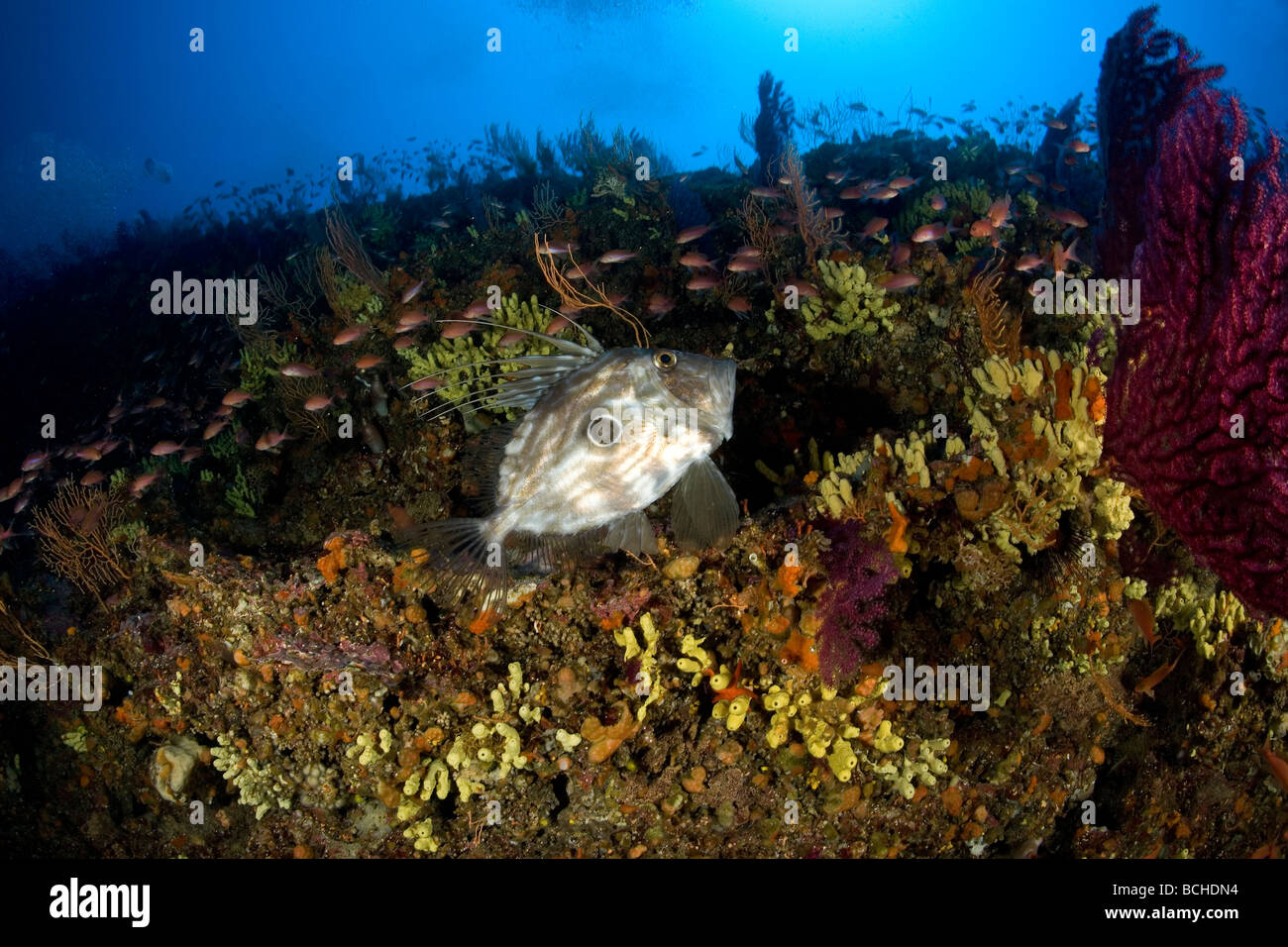 John Dory pesce St Pierre Zeus faber Massa Lubrense Penisola Sorrentina Campania Thyrrhenian Mare Mediterraneo Mare Italia Foto Stock