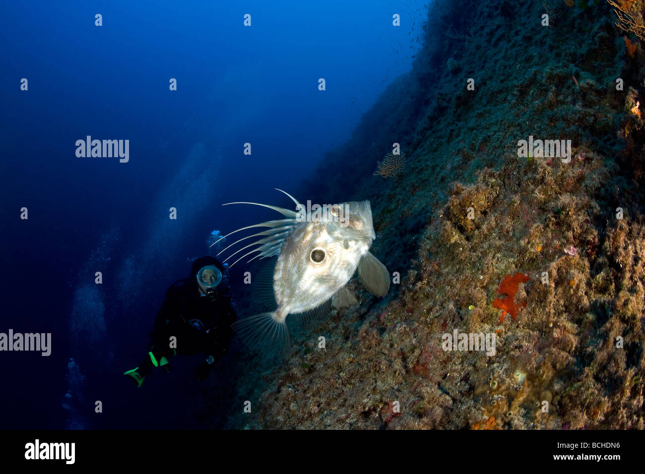 John Dory pesce St Pierre e Scuba Diver Zeus faber Massa Lubrense Sorrento Campania Thyrrhenian Mare Mediterraneo Mare Italia Foto Stock