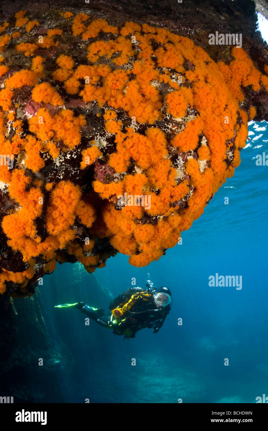 Scuba Diver e Rock con acqua calda coralli Astroides calycularis Isola di Pantelleria Mare Mediterraneo Italia Foto Stock