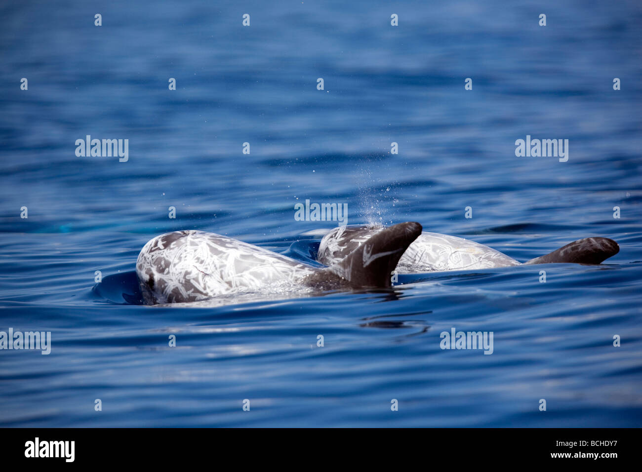 I Delfini Rissos Grampus griseus isola Pico Azzorre Atlantic Portogallo Foto Stock