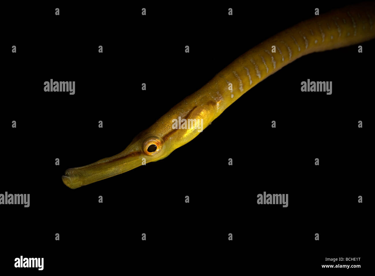 Snake Pipefish Entelurus aequorus Stromsholmen Oceano Atlantico dalla Norvegia Foto Stock