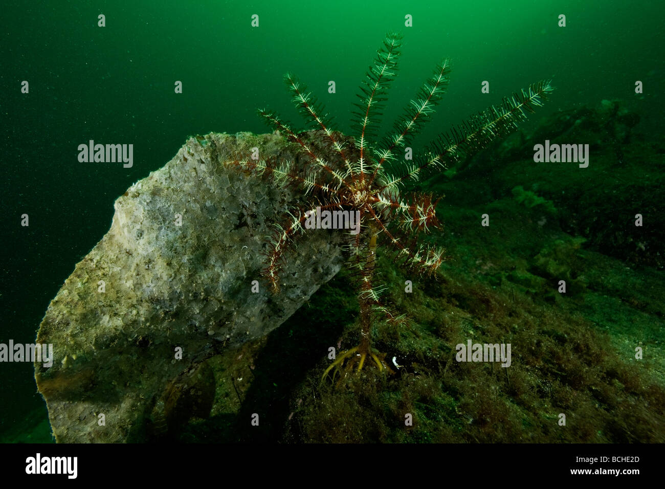 Crinoide Featherstar Antedon petatus Stromsholmen Oceano Atlantico dalla Norvegia Foto Stock