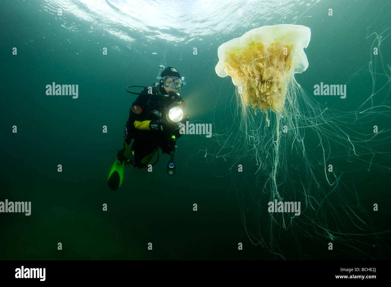 Scuba Diver e velenosi i Lions Mane meduse Cyanea capillata Stromsholmen Oceano Atlantico dalla Norvegia Foto Stock