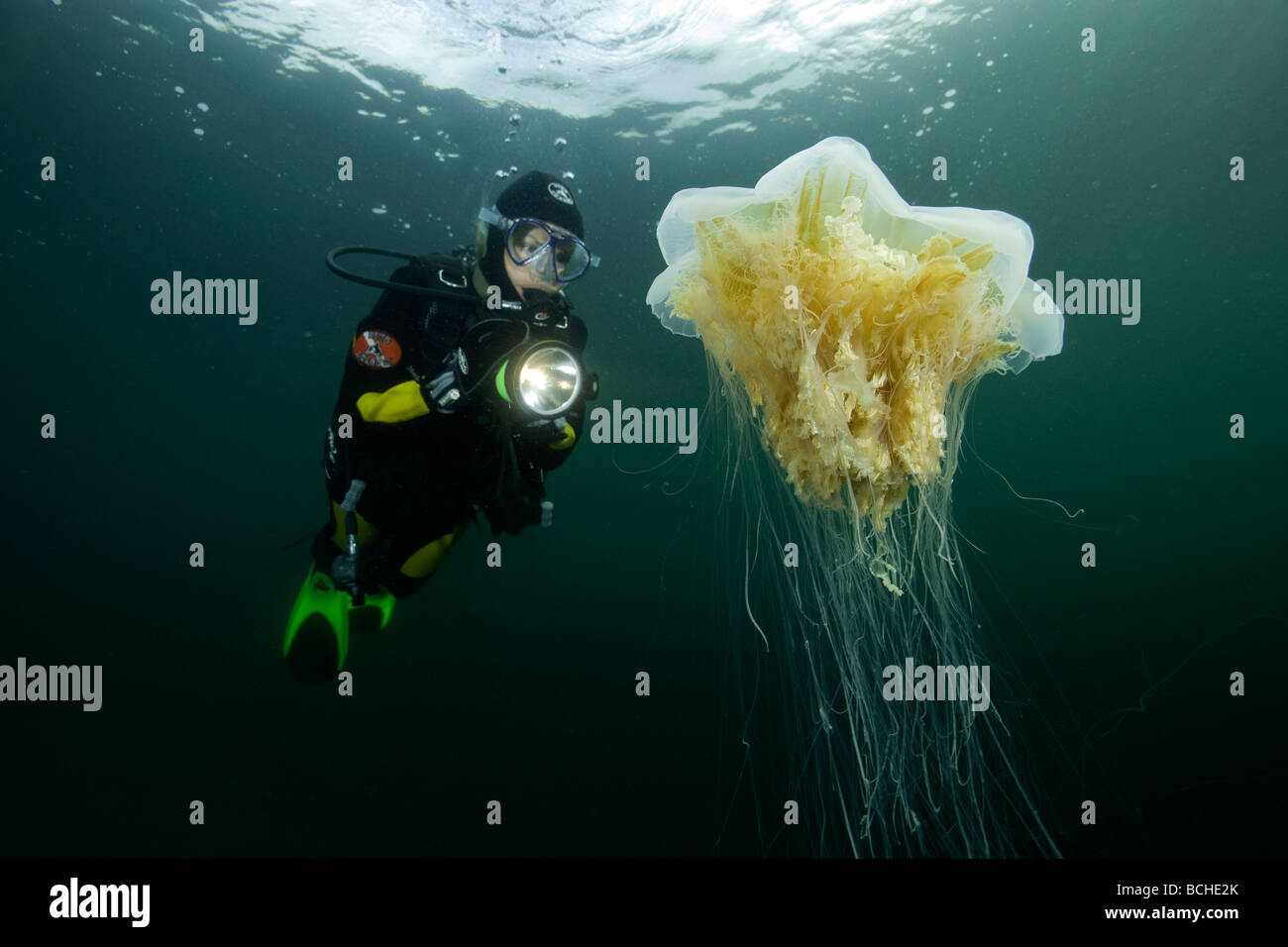 Scuba Diver e velenosi i Lions Mane meduse Cyanea capillata Stromsholmen Oceano Atlantico dalla Norvegia Foto Stock
