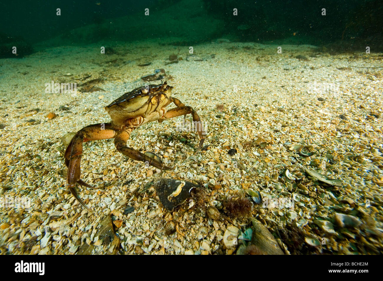 Il Granchio Portunid Liocarcinus depurator Stromsholmen Oceano Atlantico dalla Norvegia Foto Stock