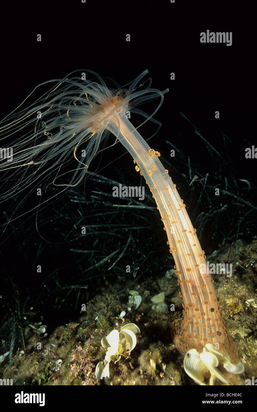 Alicia anemone marittimo Alicia mirabilis Vela Luka Isola di Korcula Dalmazia Adriatico Croazia Foto Stock