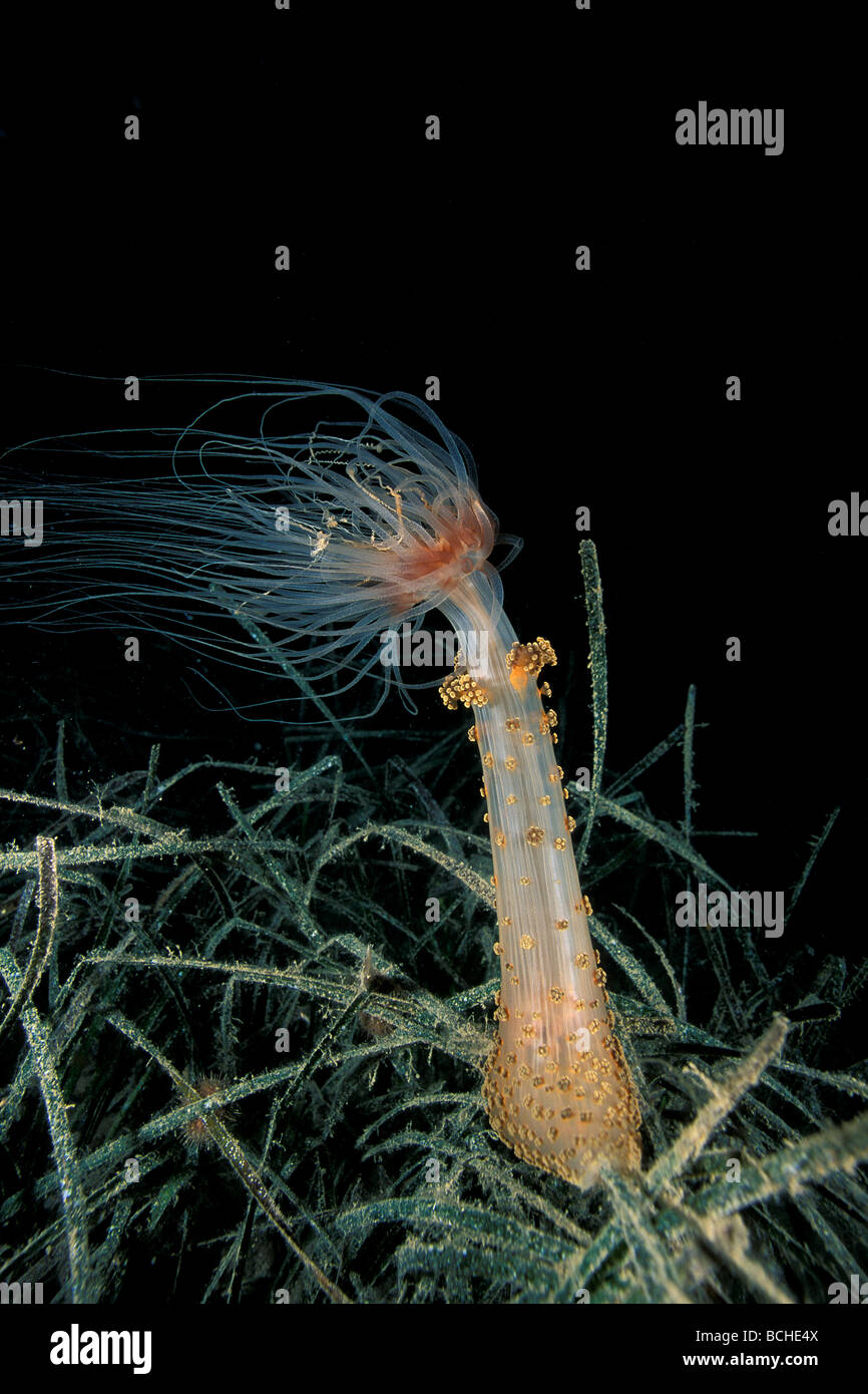 Alicia anemone marittimo Alicia mirabilis Vela Luka Isola di Korcula Dalmazia Adriatico Croazia Foto Stock