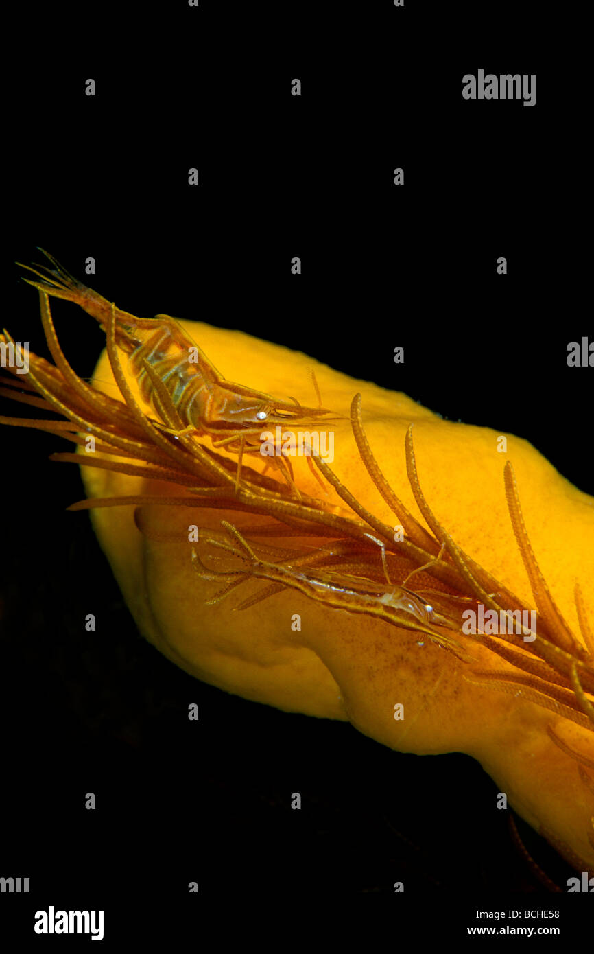 Paio di Piuma star gamberetti Hippolyte prideauxiana Vela Luka Isola di Korcula Dalmazia Adriatico Croazia Foto Stock