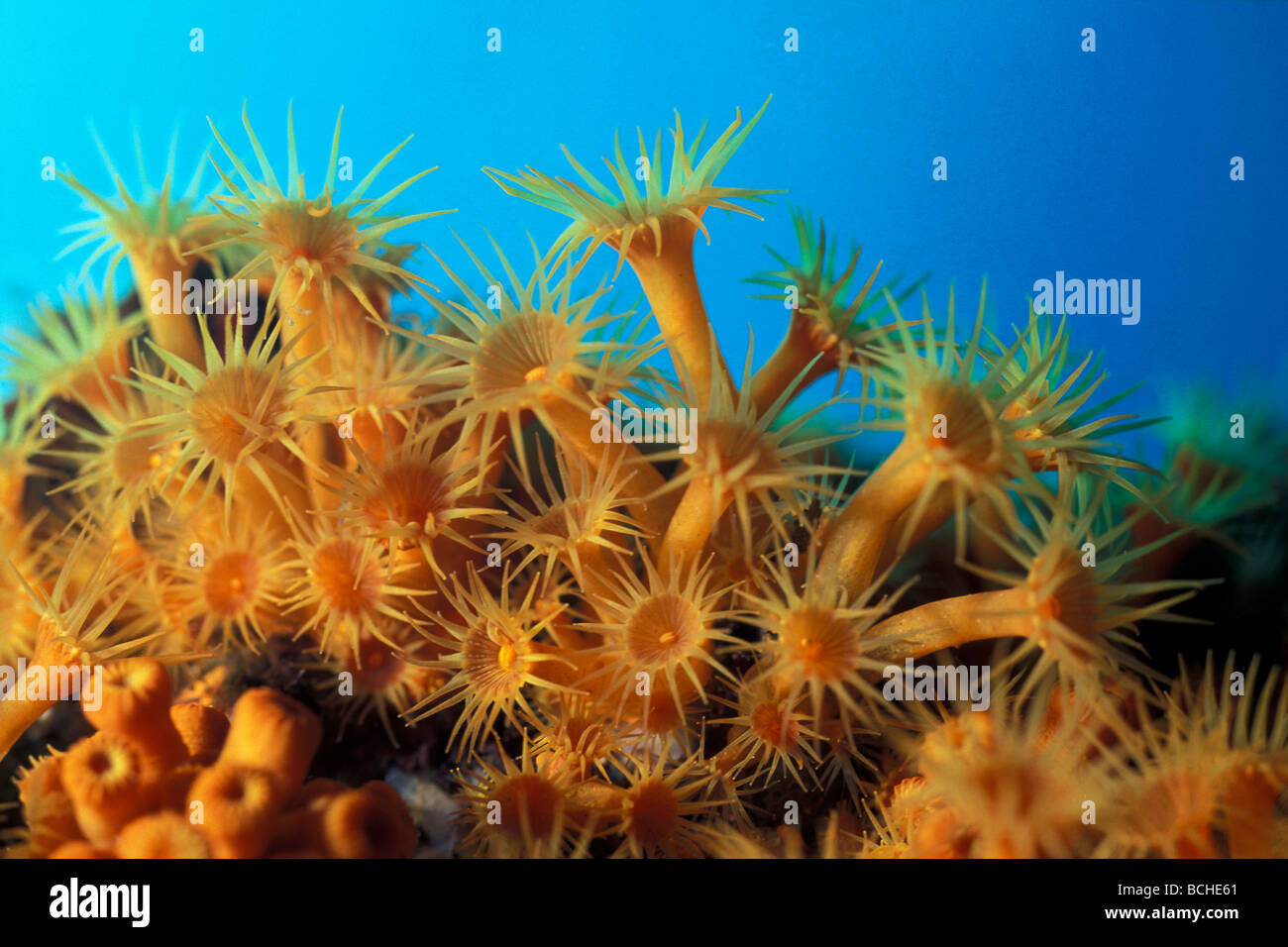 Cluster giallo Anemone Parazoanthus axinellae Vela Luka Isola di Korcula Dalmazia Adriatico Croazia Foto Stock
